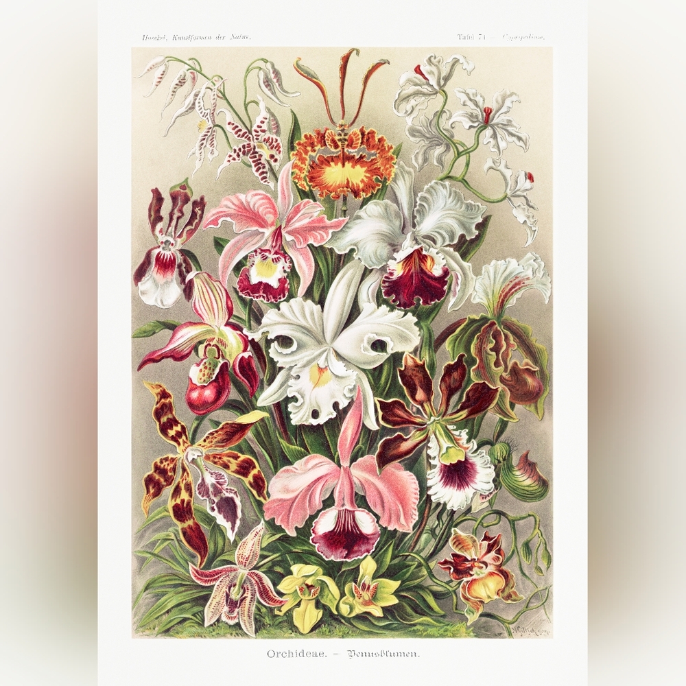 Vintage Botanical Orchid Art Print